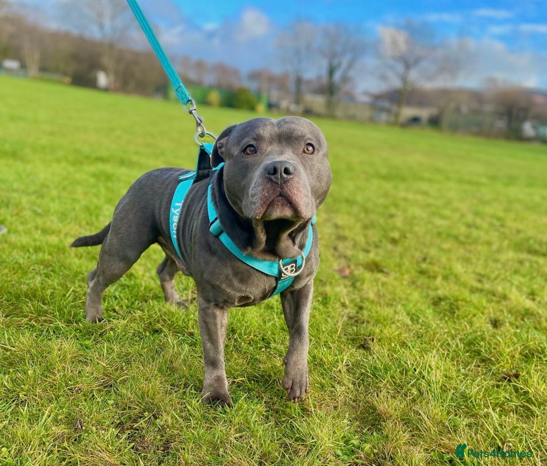 Staffordshire Bull Terrier dogs for sale: Blue StaffordshireBull Terrier Champion Pup - Image 10