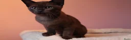 Burmese cats for sale: Beautiful Healthy Burmese  - Advert 32