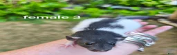 Rat rodents for sale: Beautiful Dumbo rex rats - Advert 10