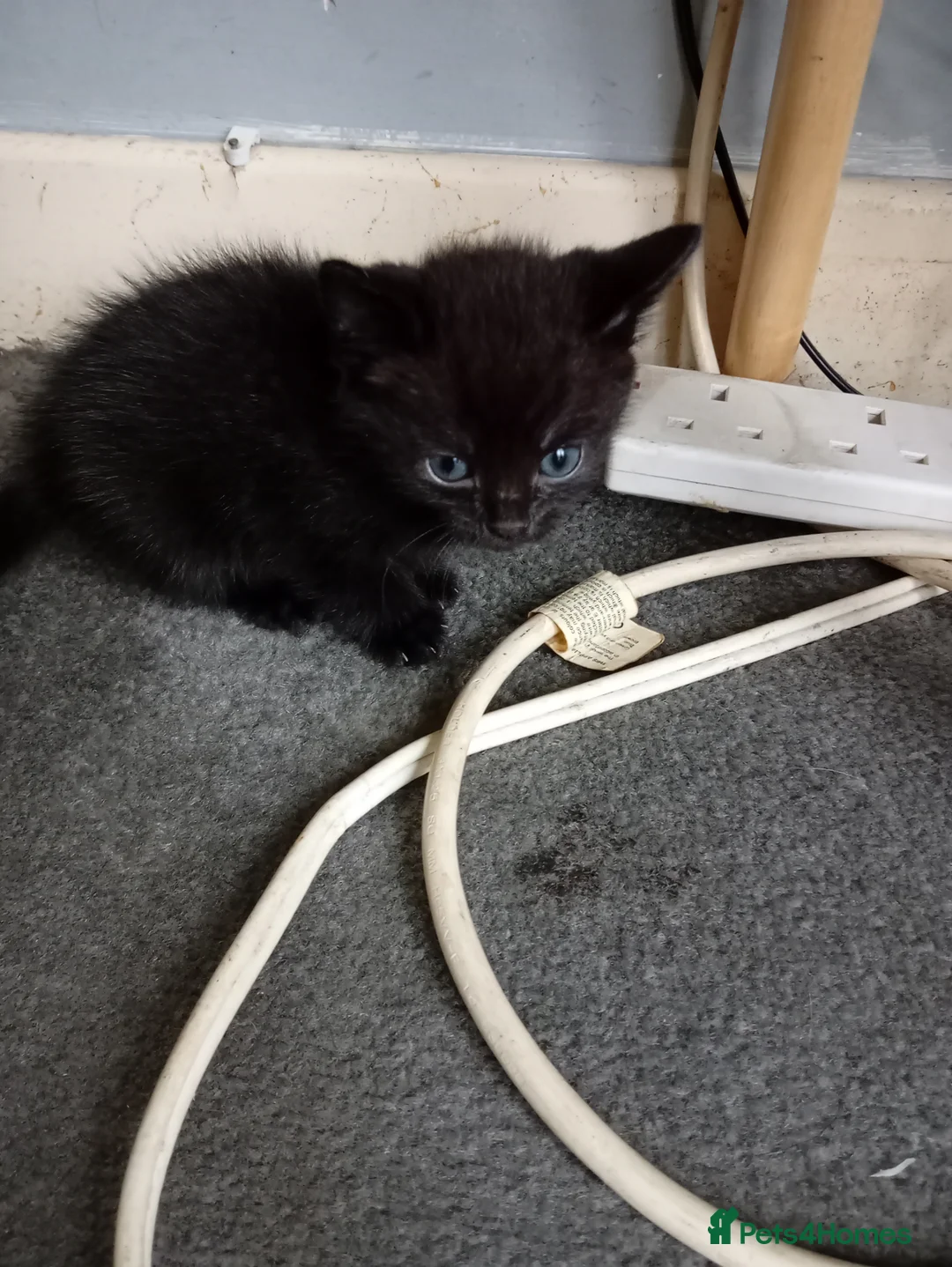 Mixed Breed cats for sale: 4 kittens ready to go - Advert 2
