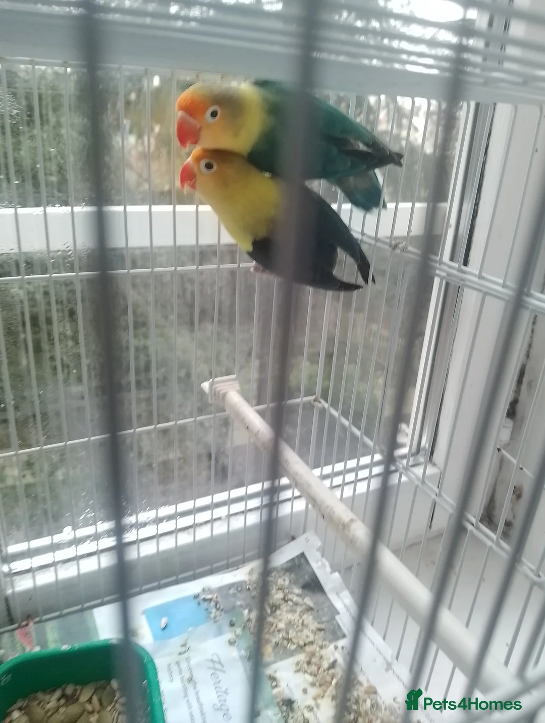 Lovebirds birds for sale: Parrotlet and lovebirds for sale  - Advert 4