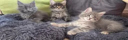 Maine Coon cats for sale: Maine coon kitten  - Advert 5