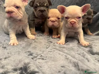 French Bulldog dogs 7 beautiful French bulldog puppies - Advert 1