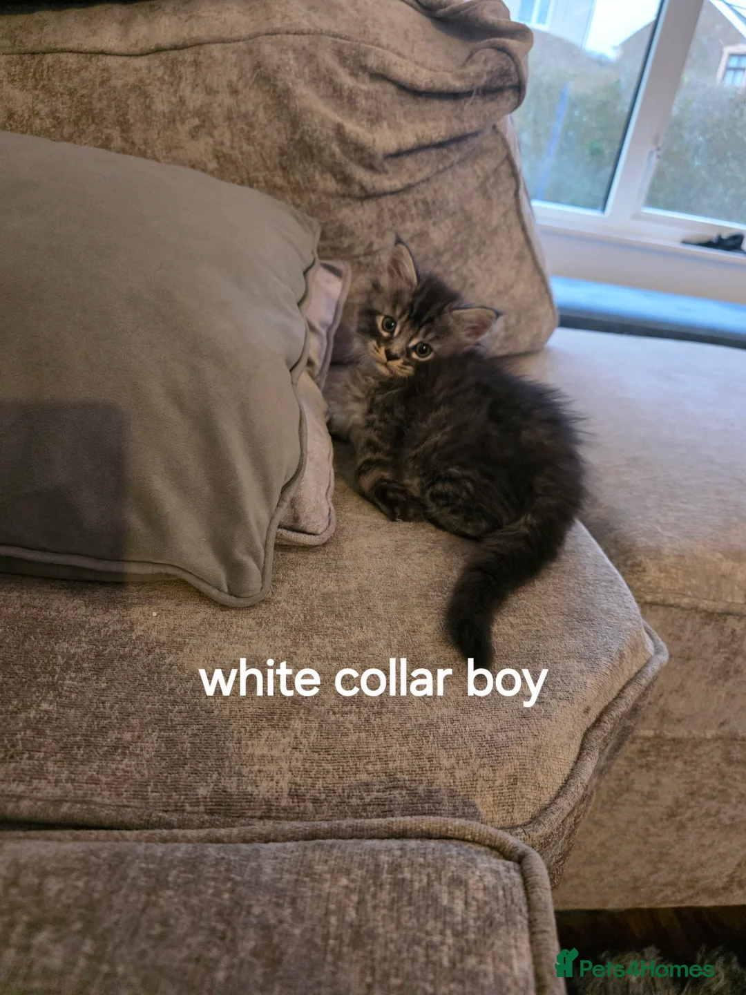 Maine Coon cats for sale: Pure maine coons kittens 2bs 3gs ready 14/2/26 - Advert 9