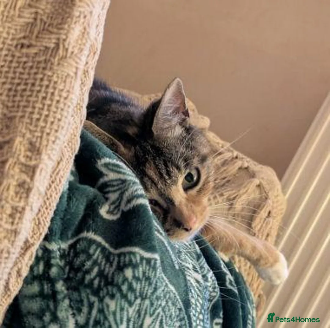 Mixed Breed cats for adoption: CASSIA - Advert 2
