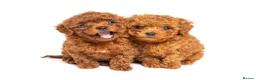 Toy Poodle dogs for stud: Asian Toy Poodle For Stud - Advert 3