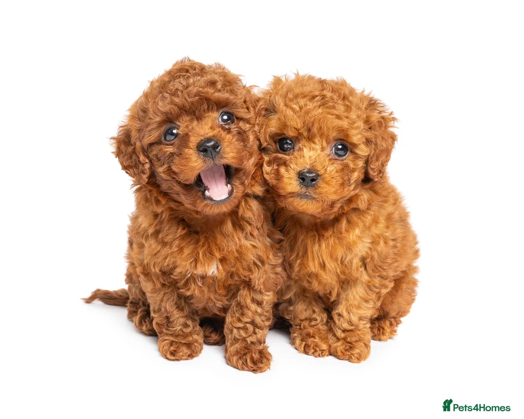 Toy Poodle dogs for stud: Asian Toy Poodle For Stud - Advert 3