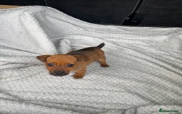 Mixed Breed dogs for sale: Jack Russell x Yorkshire terrier puppies  - Image 6