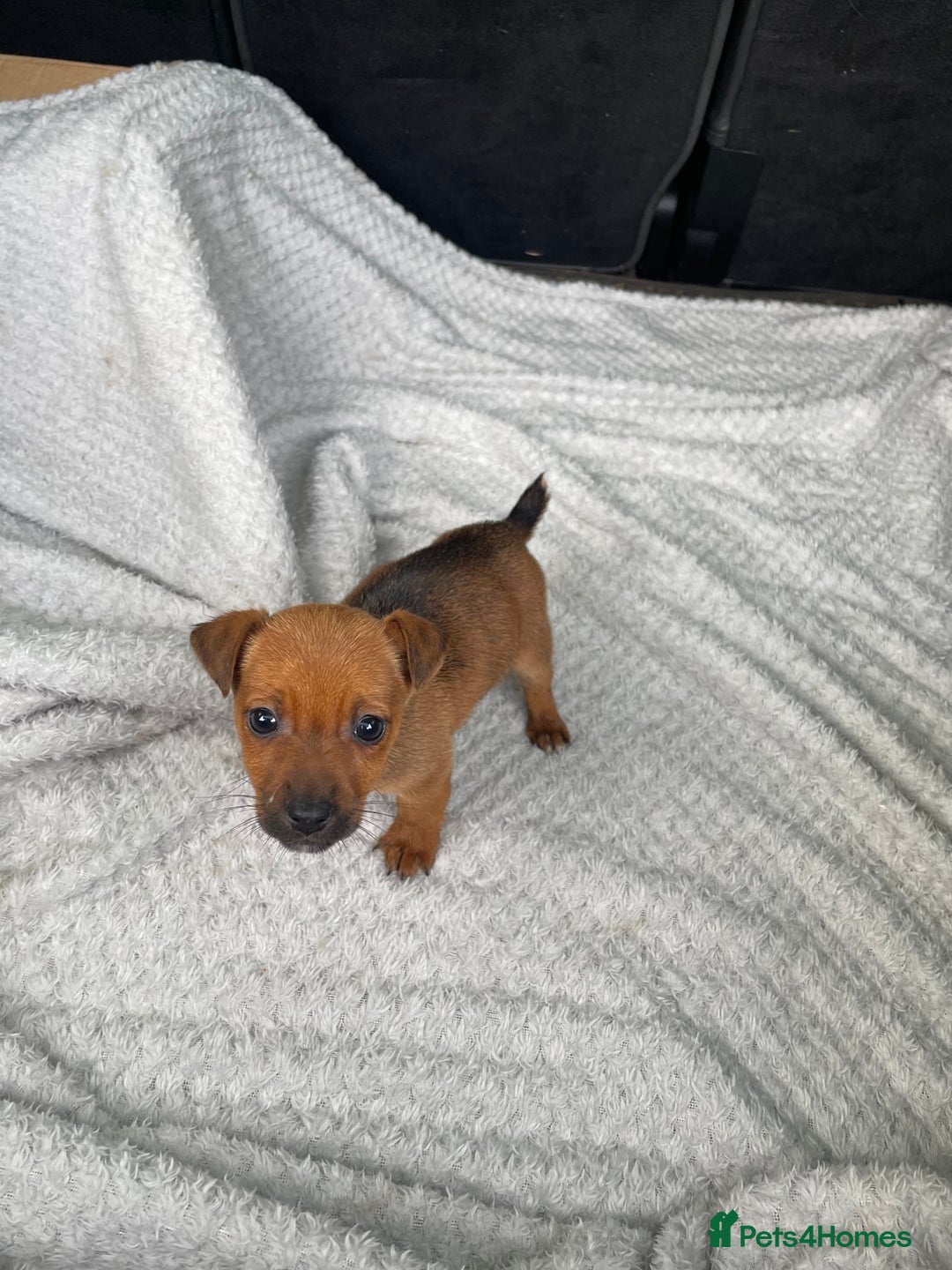 Mixed Breed dogs for sale: Jack Russell x Yorkshire terrier puppies  - Image 6