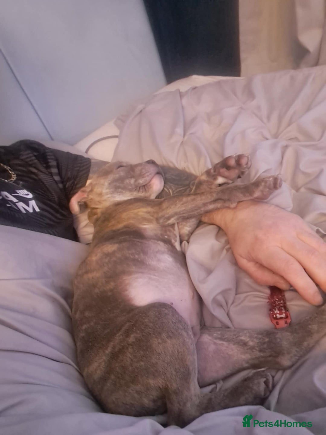 Staffordshire Bull Terrier dogs for sale: Blue Brindle Staffy Pup  - Advert 11