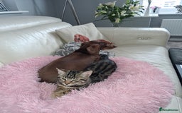 Bengal cats for sale: Frankie. Bengal X Moggy - Image 1