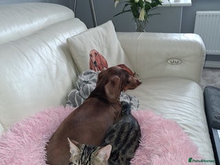 Bengal cats - Advert 2