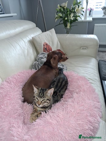 Bengal cats - Advert 1