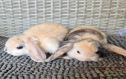 Mini Lop rabbits for sale: Mini Lop Baby Bunnies  - Image 7