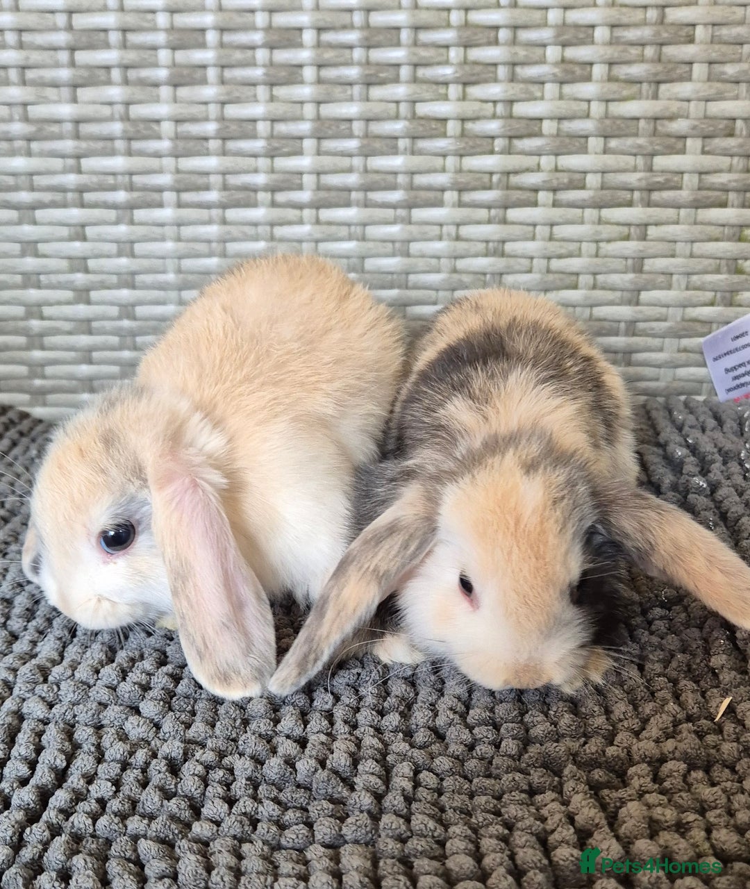 Mini Lop rabbits for sale: Mini Lop Baby Bunnies  - Image 7