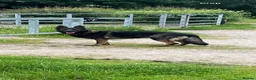 German Shepherd dogs for sale: Beautiful German shepherd pups KC registered  - Advert 6