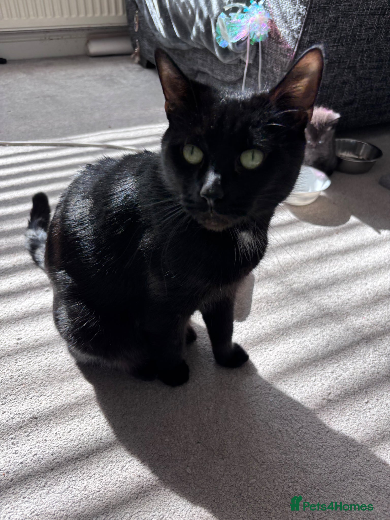 Mixed Breed cats Kittens for sale  - Advert 2