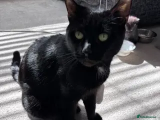 Mixed Breed cats Kittens for sale - Advert 2