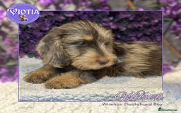 Miniature Dachshund dogs for sale: Beautiful miniature dachshunds ready now  - Image 4