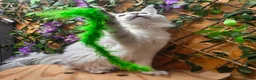 Maine Coon cats for stud: Shaded stud - Advert 7