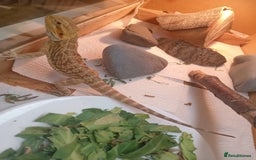 Bearded Dragon reptiles for sale: Beautiful baby is looking for forever home  - Image 4