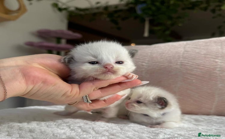 Ragdoll cats Randall kittens  - Advert 1
