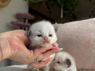 Ragdoll cats Randall kittens - Advert 1