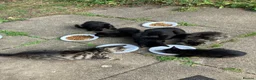 Mixed Breed cats for sale: Perfect little babies - Advert 3