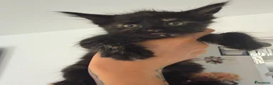 Maine Coon 6