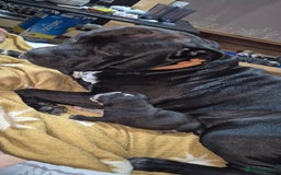 Mixed Breed dogs for sale: 10 beautiful cane corso cross bullmastiff puppies - Image 14