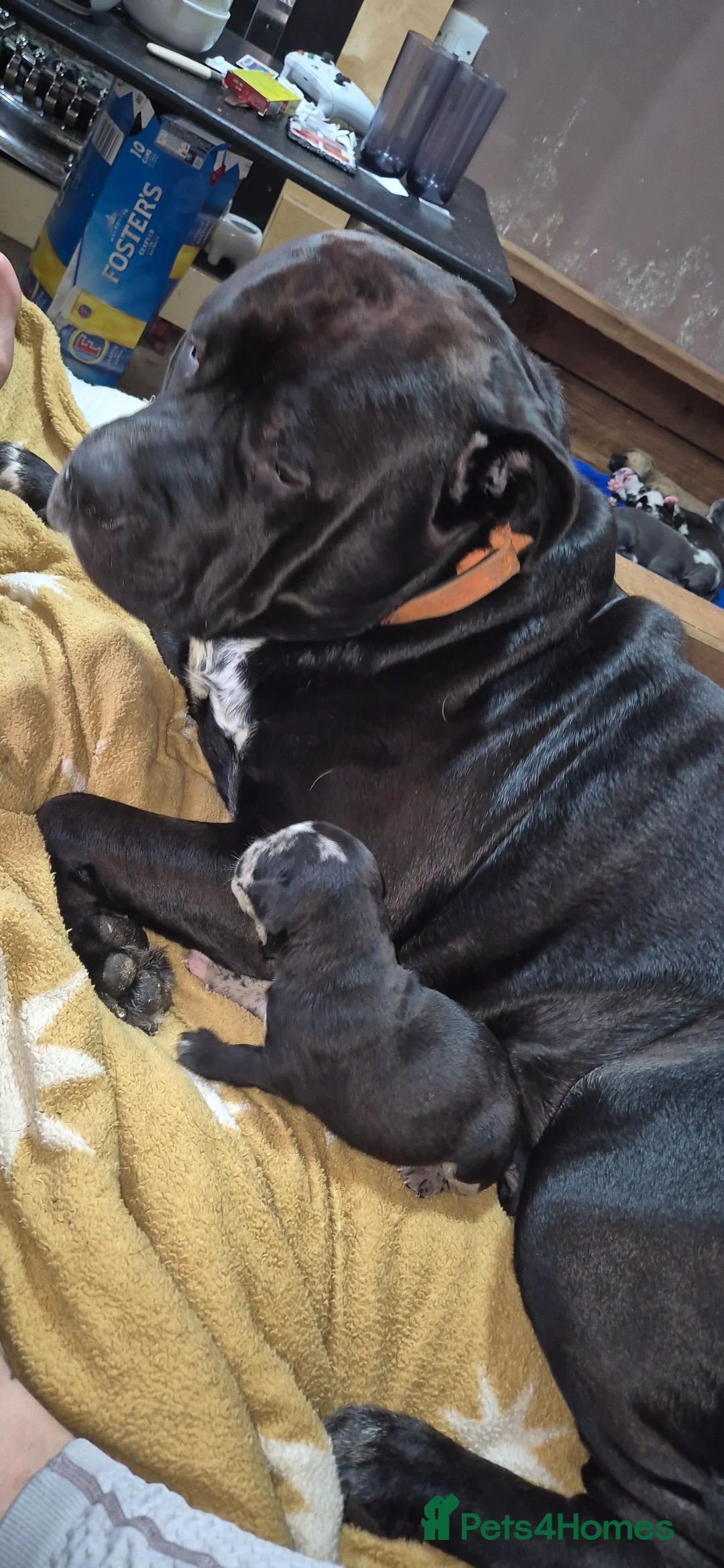 Mixed Breed dogs for sale: 10 beautiful cane corso cross bullmastiff puppies - Advert 14