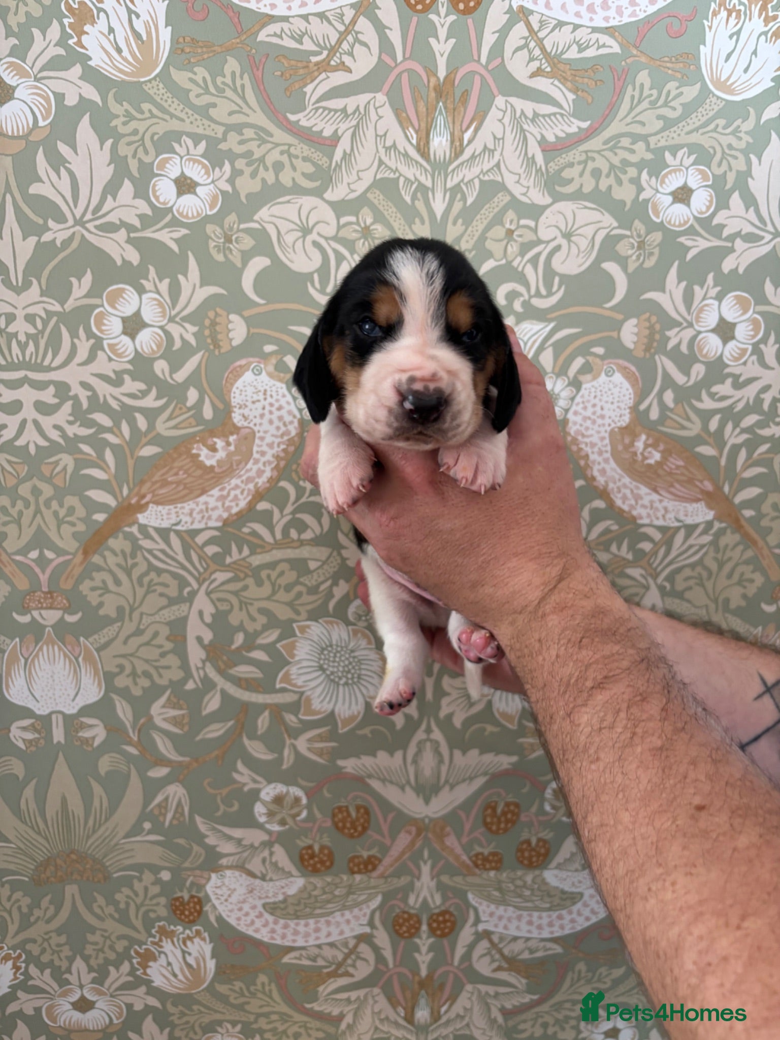 Basset Hound dogs KC registered Bassett hound - Advert 15