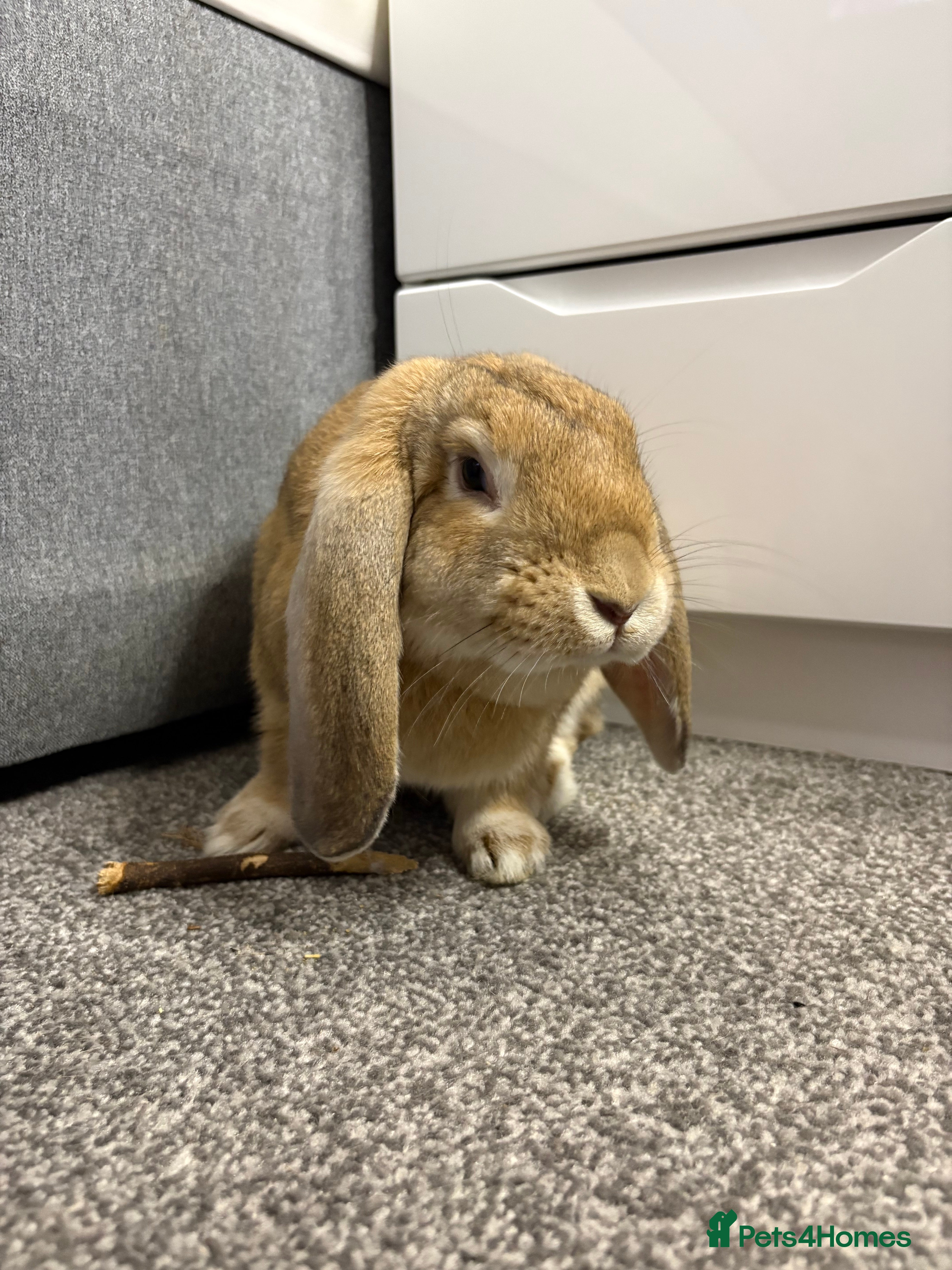 Mixed Breed rabbits Male bunny for sale - Advert 1