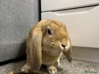 Mixed Breed rabbits Male bunny for sale - Advert 1