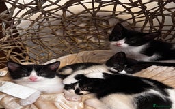 Mixed Breed cats for sale: Looking for forever homes - Image 1