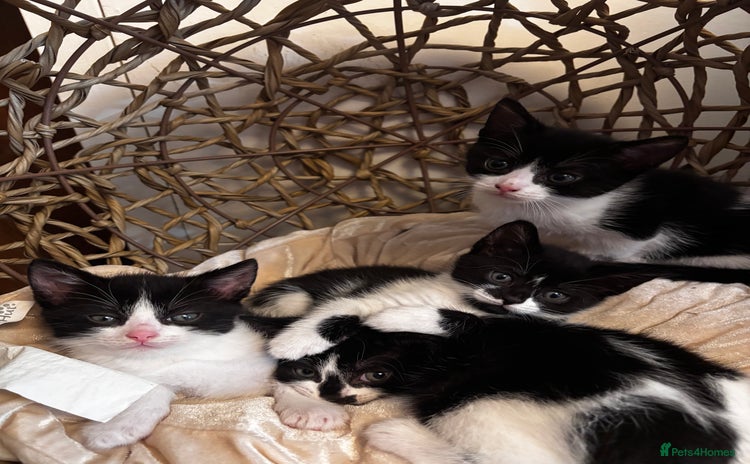 Mixed Breed cats - Advert 16