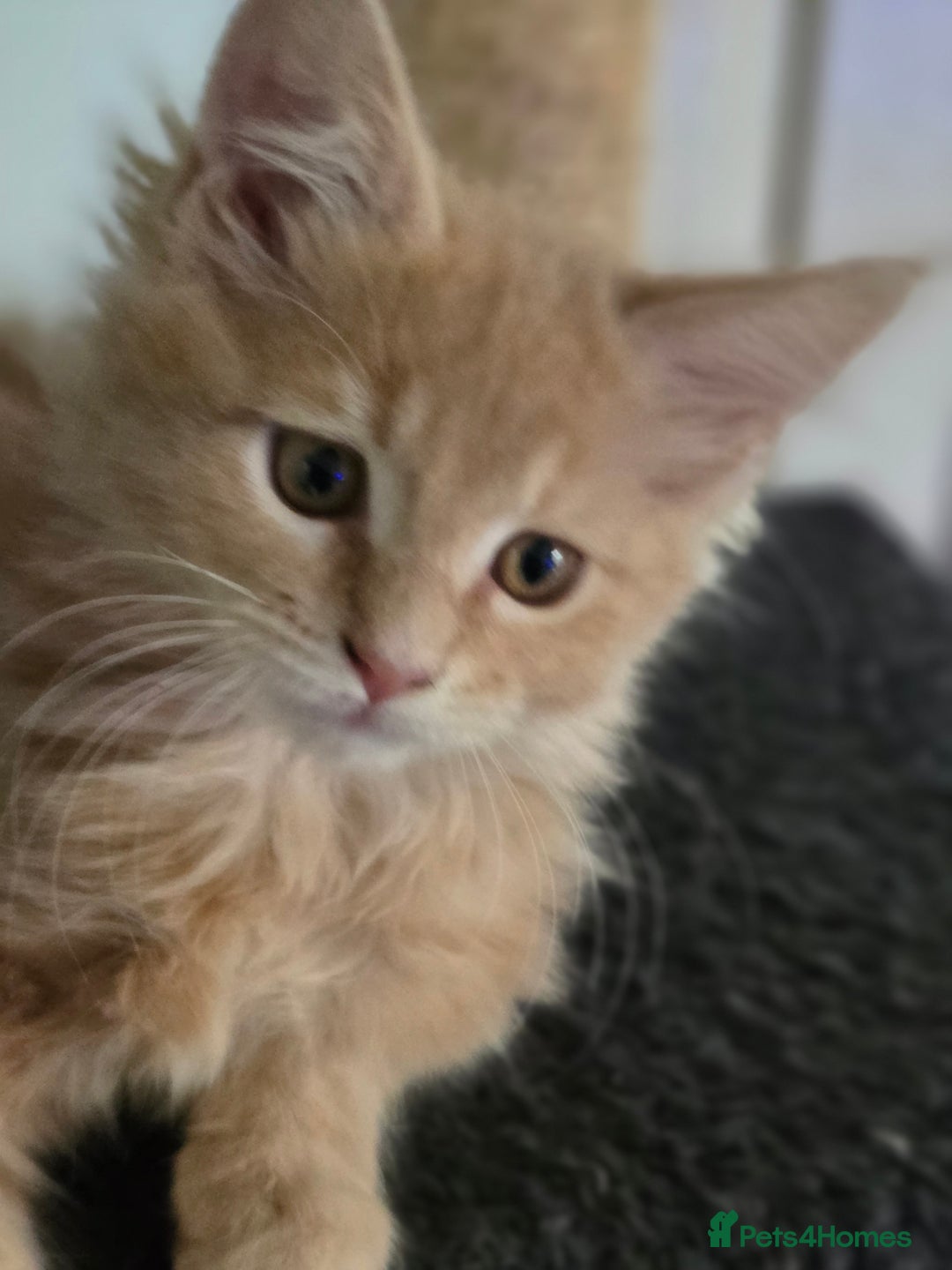 Maine Coon cats for sale: Beautiful Maine coon kittens  - Image 28