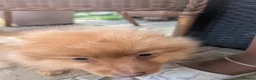 Pomeranian dogs for sale: 2 LEFT!! Purebred Cute fluffy Pomeranian Puppies! in Croydon - Advert 7