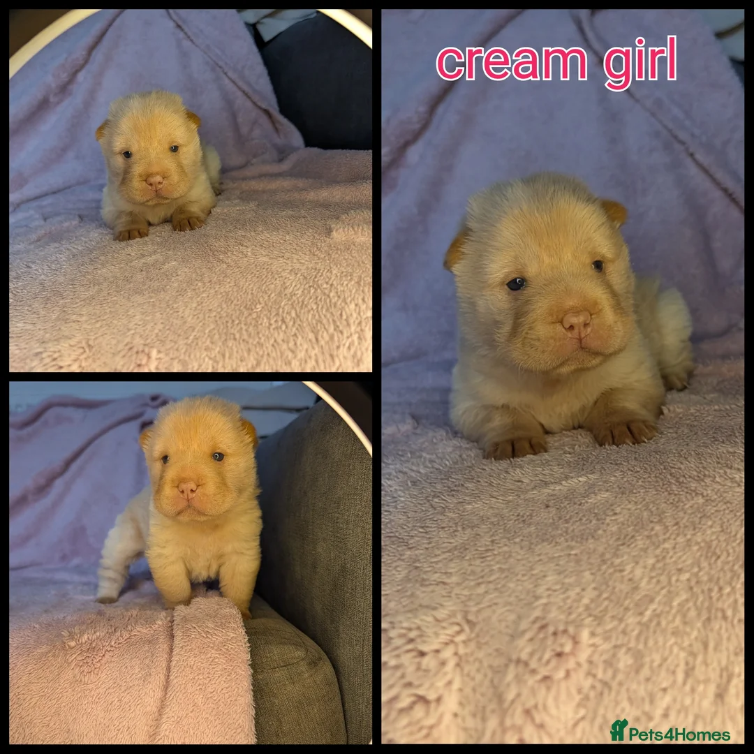 Shar Pei dogs for sale: 4  bearcoat shar pei puppies available  - Advert 11
