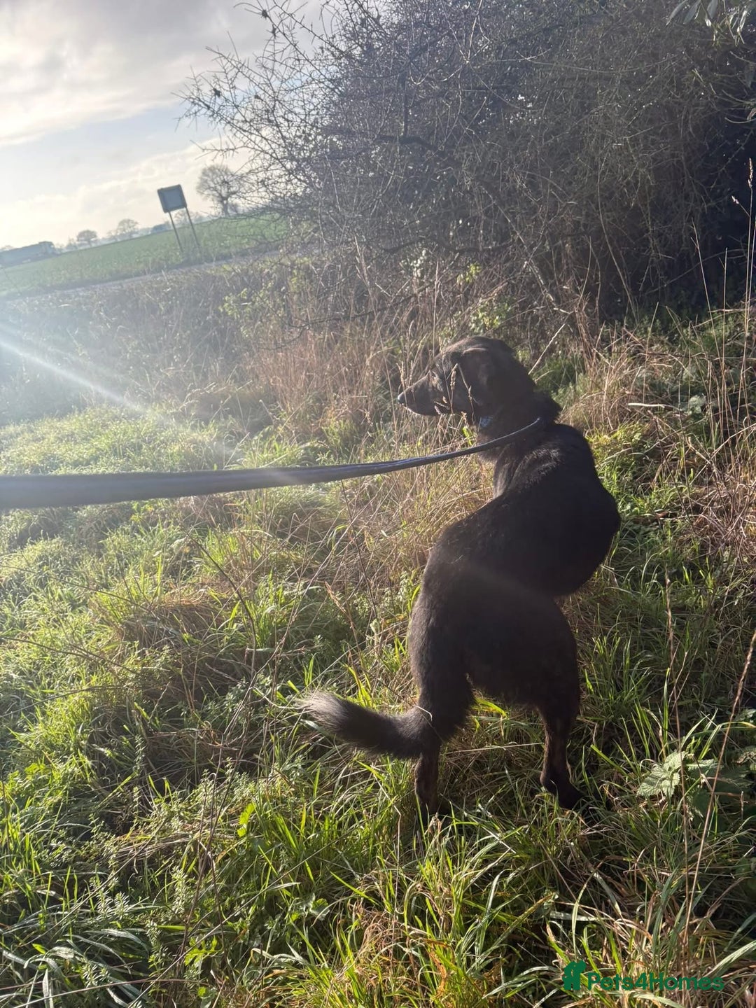 Mixed Breed dogs for adoption: Bonnie (Bokri) Norwich Norfolk  - Advert 3