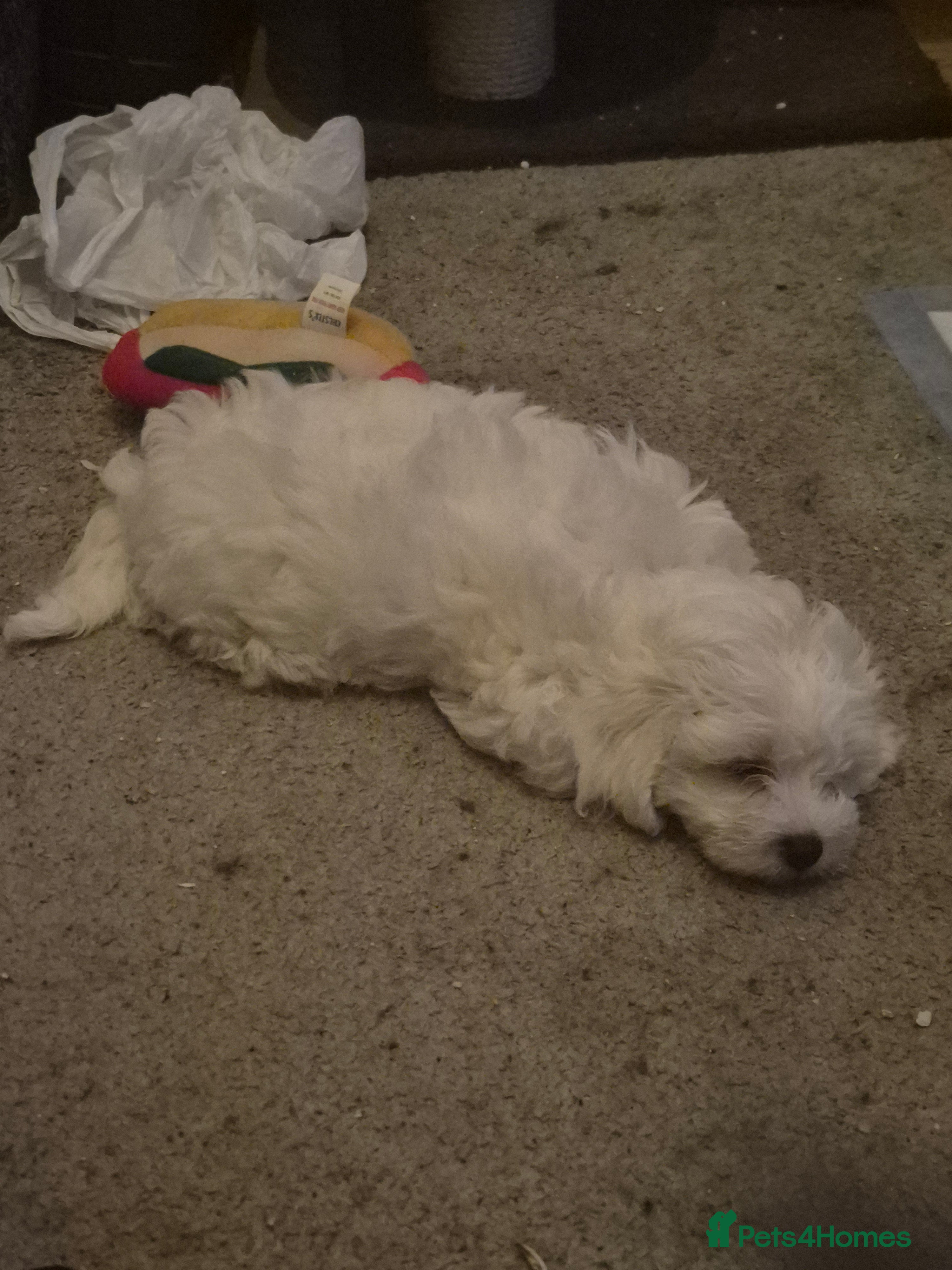 Maltipoo dogs Multipoos - Advert 1