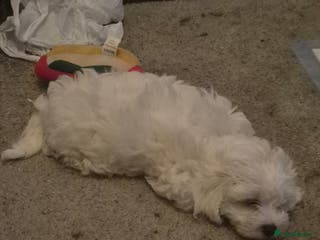 Maltipoo dogs Multipoos - Advert 4