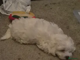 Maltipoo dogs Multipoos - Advert 11