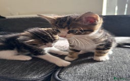 Mixed Breed cats for sale: 7 mix breed healthy kittens  in Sheffield - Image 11