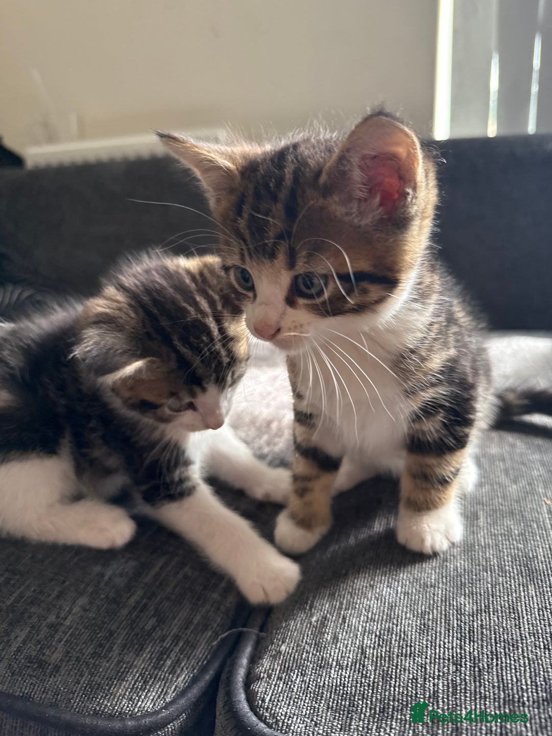 Mixed Breed cats for sale: 7 mix breed healthy kittens  in Sheffield - Image 11