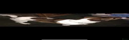 Jack Russell dogs for stud: Jack Russell for stud  - Advert 2