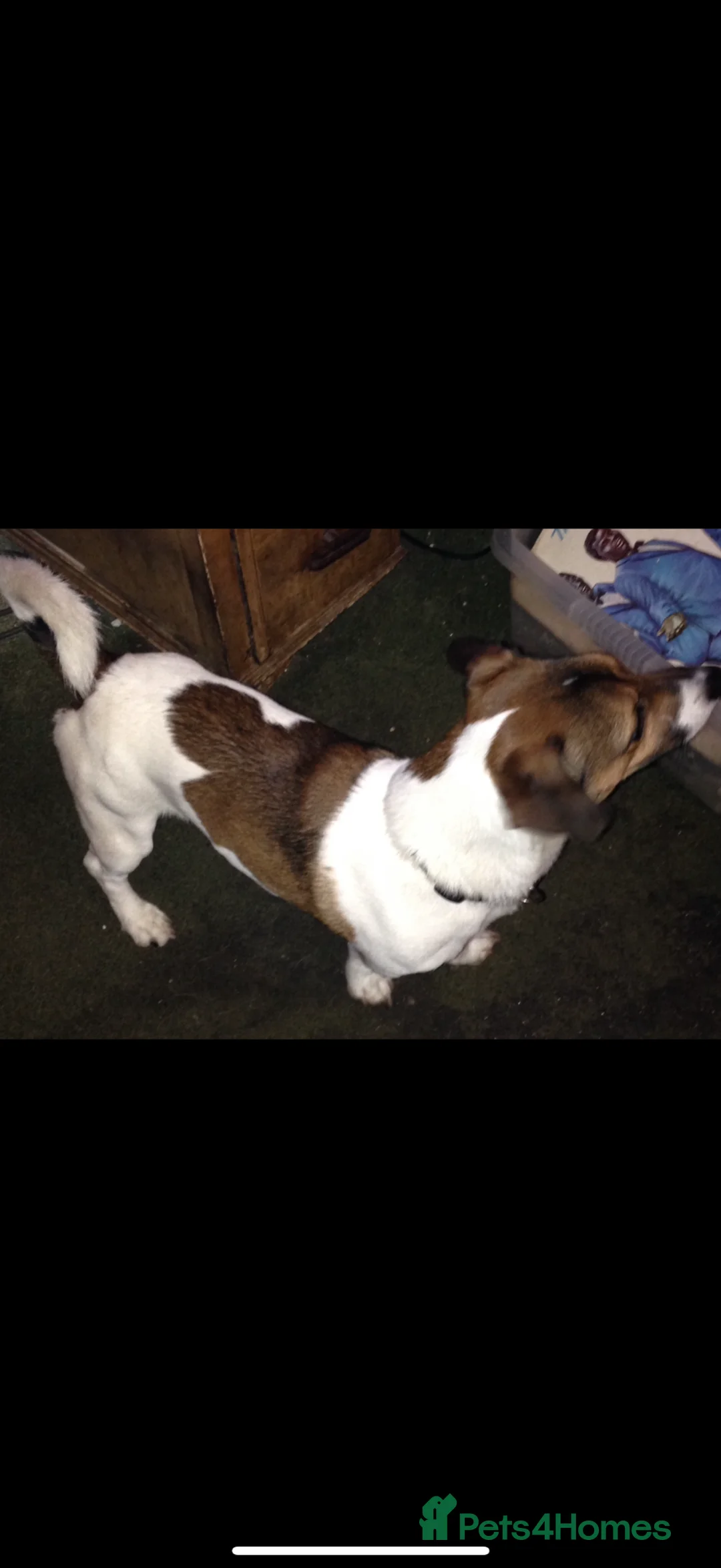 Jack Russell dogs for stud: Jack Russell for stud  - Advert 2