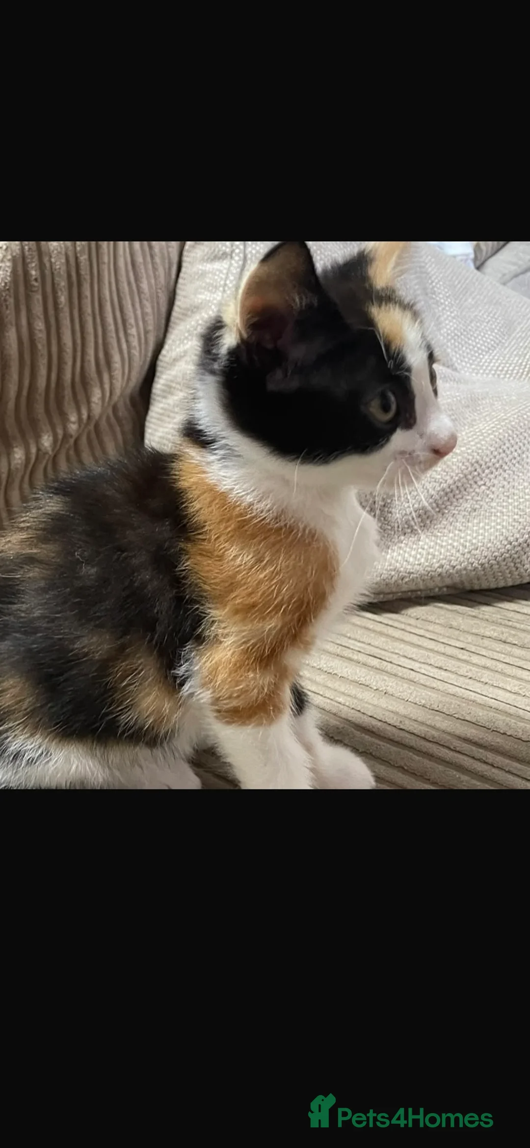 Mixed Breed cats for sale: Ginger White and black kittens for sale in Watford - Advert 12
