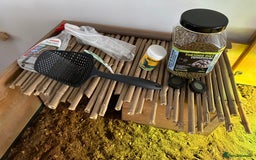Tortoise reptiles for sale: Horsefield Tortoise - Full Set Up Included - Image 3