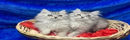 Siberian cats for sale: 🩶🩶Stunning Silver Traditional Siberian’s🩶🩶 - Advert 1